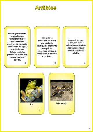 Anfíbios



 Vivem geralmente
    em ambiente
  terrestre úmido.               As espécies
                             aquáticas respiram            As espécies que
   A maioria das
                                 por meio de               possuem larvas
espécies passa parte
                            brânquias, enquanto         sofrem metamorfose
de sua vida na água,
                                 as espécies              e se transformam
   quando larvas.
                             terrestres possuem           em um indivíduo
  Outras espécies
                            respiração pulmonar                 adulto.
podem ser aquáticas
   mesmo na fase                  e cutânea.
       adulta.
                  1                         3                          5




                                                Salamandra
                       Rã

                             2                               4




                                                                             4
 