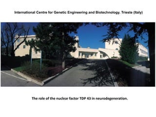 International Centre for Genetic Engineering and Biotechnology. Trieste (Italy)
The role of the nuclear factor TDP 43 in neurodegeneration.
 