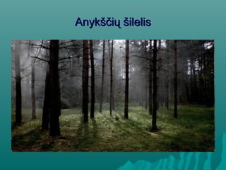 Anykščių šilelisAnykščių šilelis
 