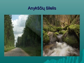 Anykščių šilelisAnykščių šilelis
 