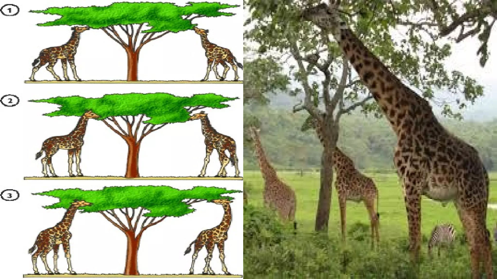 Evrim - Evolution | PPT