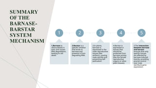 Bar and Barnase System of Plant Biotechnology | PPTX