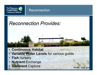 Reconnection
Reconnection Provides:
• Continuous Habitat
• Variable Water Levels for various guilds
• Fish nursery
• Nutrient Exchange
• Sediment Capture Photo: usgs.gov
 