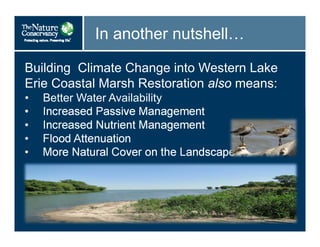 In another nutshell…
Building Climate Change into Western Lake
Erie Coastal Marsh Restoration also means:
• Better Water Availability
• Increased Passive Management
• Increased Nutrient Management
• Flood Attenuation
• More Natural Cover on the Landscape
 