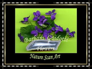  Barbara  Guidotti Flowers Nature Scan Art 