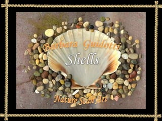 Shells  Barbara  Guidotti Nature Scan Art 