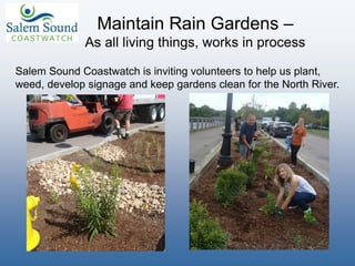 Maintain Rain Gardens –
As all living things, works in process
Salem Sound Coastwatch is inviting volunteers to help us plant,
weed, develop signage and keep gardens clean for the North River.
 