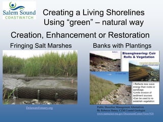 Fringing Salt Marshes Banks with Plantings
Creation, Enhancement or Restoration
Creating a Living Shorelines
Using “green” – natural way
Public Shoreline Management Alternatives
By Rebecca Haney, CZM Coastal Geologist
www.nantucket-ma.gov/DocumentCenter/View/920
DelawareEstuary.org
 