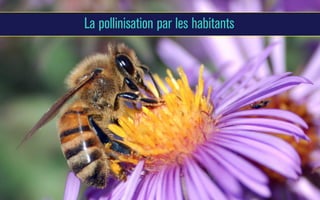 La pollinisation par les habitants

 