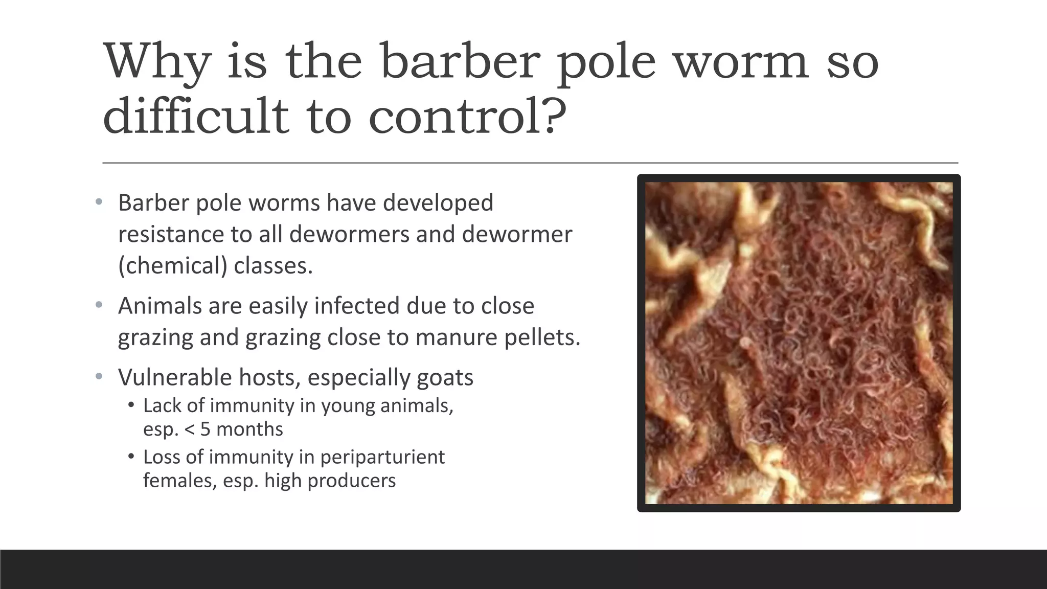 Why is the barber pole worm so
difficult to control?
• Barber pole worms have developed
resistance to all dewormers and dewormer
(chemical) classes.
• Animals are easily infected due to close
grazing and grazing close to manure pellets.
• Vulnerable hosts, especially goats
• Lack of immunity in young animals,
esp. < 5 months
• Loss of immunity in periparturient
females, esp. high producers
 