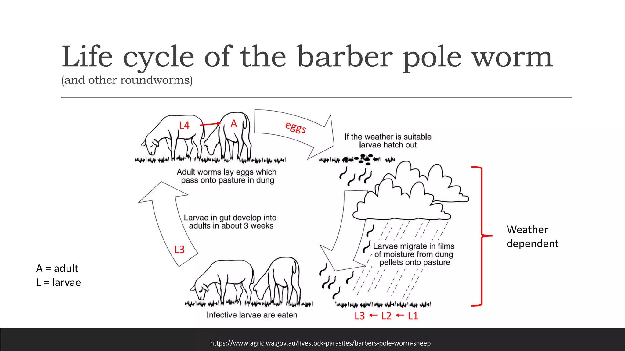 Life cycle of the barber pole worm
(and other roundworms)
https://www.agric.wa.gov.au/livestock-parasites/barbers-pole-worm-sheep
Weather
dependent
L3
L4
L3  L2  L1
A
A = adult
L = larvae
 