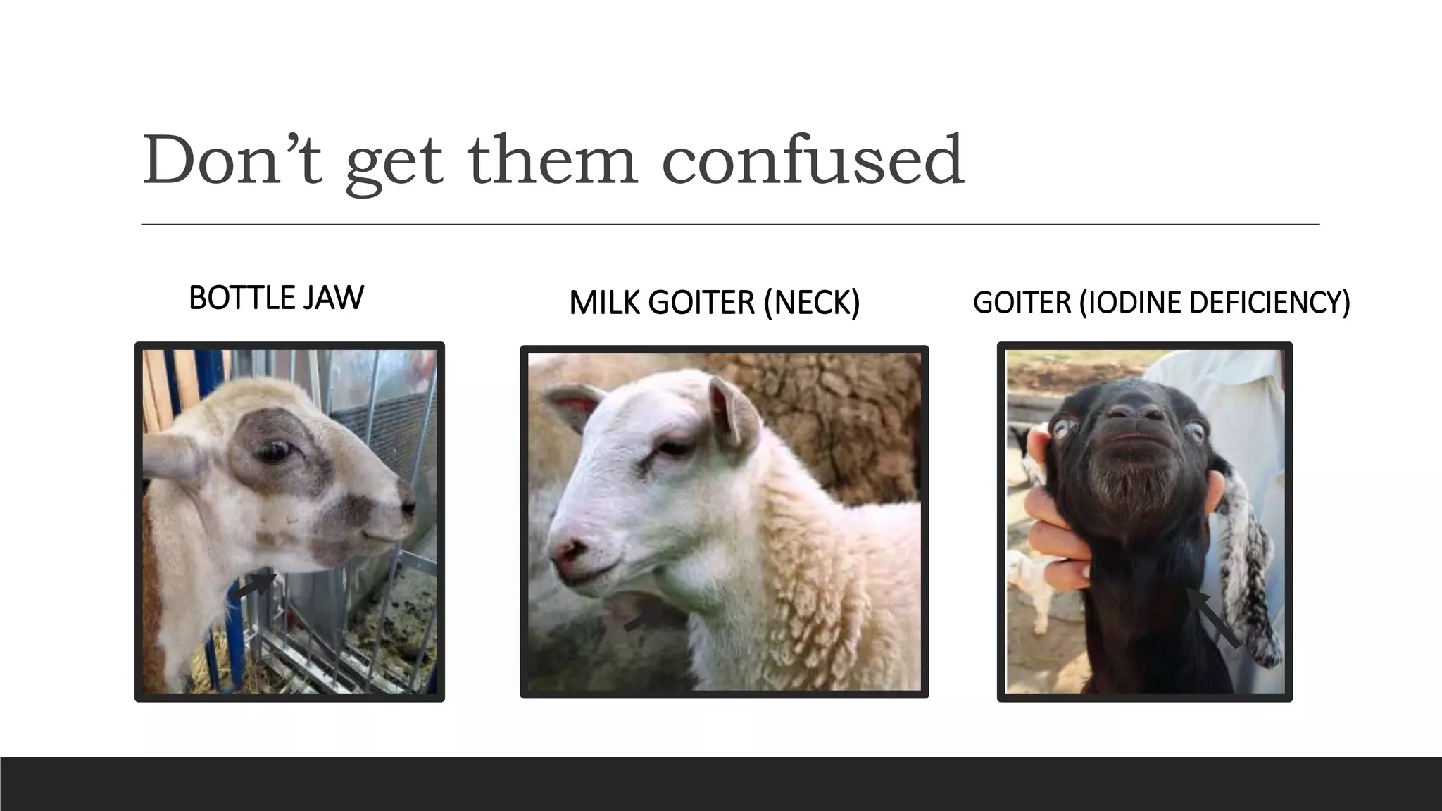 Don’t get them confused
BOTTLE JAW MILK GOITER (NECK) GOITER (IODINE DEFICIENCY)
 