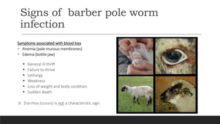 Barber Pole Worm: #1 Killer