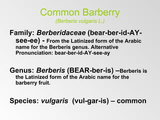 Common Barberry
(Berberis vulgaris L.)
Family: Berberidaceae (bear-ber-id-AY-
see-ee) - From the Latinized form of the Arabic
name for the Berberis genus. Alternative
Pronunciation: bear-ber-id-AY-see-ay
Genus: Berberis (BEAR-ber-is) –Berberis is
the Latinized form of the Arabic name for the
barberry fruit.
Species: vulgaris (vul-gar-is) – common
 