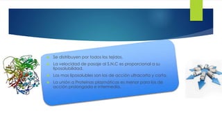13 
 Se distribuyen por todos los tejidos. 
 La velocidad de pasaje al S.N.C es proporcional a su 
liposolubilidad. 
 Los mas liposolubles son los de acción ultracorta y corta. 
 La unión a Proteínas plasmáticas es menor para los de 
acción prolongada e intermedia. 
 