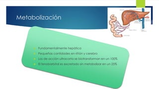 14 
Metabolización 
 Fundamentalmente hepática 
 Pequeñas cantidades en riñón y cerebro 
 Los de acción ultracorta se biotransforman en un 100% 
 El fenobarbital es excretado sin metabolizar en un 25% 
 
