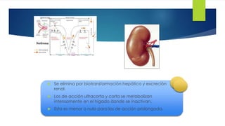 16 
 Se elimina por biotransformación hepática y excreción 
renal. 
 Los de acción ultracorta y corta se metabolizan 
intensamente en el hígado donde se inactivan. 
 Esta es menor o nula para los de acción prolongada. 
 