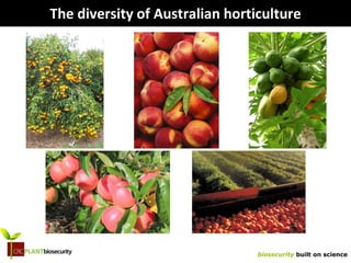 biosecurity built on science
The diversity of Australian horticulture
 
