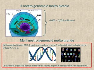 Il nostro genoma è molto piccolo
0,005 – 0,020 millimetri
Ma il nostro genoma è molto grande
Nella doppia elica del DNA di ogni nostra cellula ci sono 6 miliardi di basi, indicate con le
lettere A, T, C, G.
Le istruzioni ereditarie per far funzionare il nostro organismo sono scritte in questo testo.
 