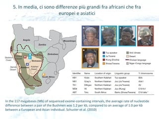In the 117 megabases (Mb) of sequenced exome-containing intervals, the average rate of nucleotide
difference between a pair of the Bushmen was 1.2 per kb, compared to an average of 1.0 per kb
between a European and Asian individual. Schuster et al. (2010)
5. In media, ci sono differenze più grandi fra africani che fra
europei e asiatici
 