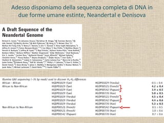 Adesso disponiamo della sequenza completa di DNA in
due forme umane estinte, Neandertal e Denisova
 