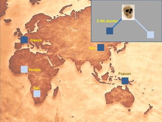 French
Han
Papuan
Yoruba
San
2-4% shorter
 