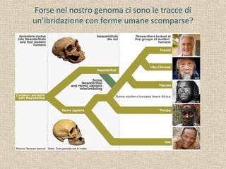 Forse nel nostro genoma ci sono le tracce di
un’ibridazione con forme umane scomparse?
 