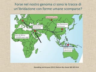 Forse nel nostro genoma ci sono le tracce di
un’ibridazione con forme umane scomparse?
Stoneking and Krause (2011) Nature Rev Genet 12: 603-614
 