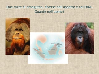 Due razze di orangutan, diverse nell’aspetto e nel DNA.
Quante nell’uomo?
 