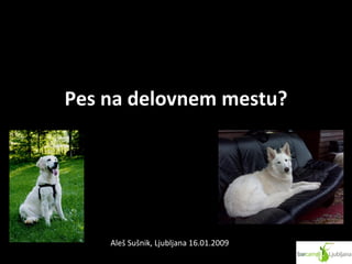 Pes na delovnem mestu? Aleš Sušnik, Ljubljana 16.01.2009 