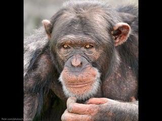 flickr.com/photos/tambako 