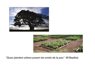 “ Quan plantem arbres posem les arrels de la pau”  W .Maathai 