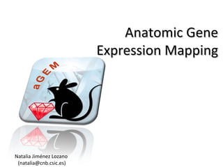 Anatomic Gene Expression Mapping Natalia Jiménez Lozano  (natalia@cnb.csic.es) 