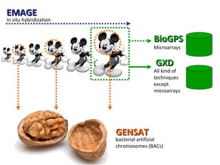 GXD EMAGE GENSAT In situ hybridization All kind of techniques except microarrays bacterial artificial chromosomes (BACs)   BioGPS Microarrays 