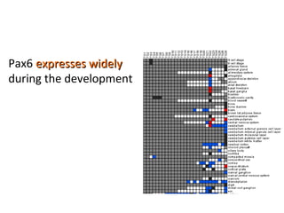 Pax6  expresses widely  during the development 