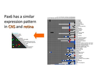 Pax6 has a similar expression pattern in  CNS  and  retina 