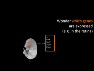 … Rho Sox2 Aspn Pax6 … Wonder  which genes  are expressed (e.g. in the retina) 