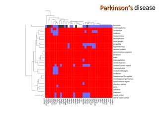 pancreas metencephalon cerebellum  midbrain hippocampus diencephalon basal ganglia amygdala hypothalamus nervous system central nervous system forebrain brain telencephalon cerebral cortex cerebral cortex region myencephalon medulla oblongata hindbrain hippocampal formation retrohippocampal cortex hippocampus region olfactory cortex pons pallidum thalamus septal cortex lateral septal cortex Parkinson’s  disease Cox6b1 Atp5g3 Cycs Ndufa9 Ndufb7 Ndvfs7 Sdhb Uqcr Uqcrb Ndufb10 Atp5o Uqcrfs1 Cox5a Atp5c1 Cox5b Ndufa6 Cyc1 Atp5b Ndufs3 Ndufv2 Atp5h Atp5a1 Udac1 Ndufv1 Slc25a4 Ube2l3 Atp5d Nudfa5 Sdha Uqcrc1 Ndufb9 Cox7a2 Uchl1 Ndufs2 Ndufa10 Cox4i1 