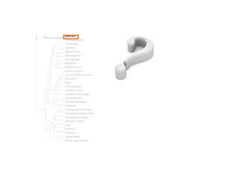 pancreas metencephalon cerebellum  midbrain hippocampus diencephalon basal ganglia amygdala hypothalamus nervous system central nervous system forebrain brain telencephalon cerebral cortex cerebral cortex region myencephalon medulla oblongata hindbrain hippocampal formation retrohippocampal cortex hippocampus region olfactory cortex pons pallidum thalamus septal cortex lateral septal cortex 