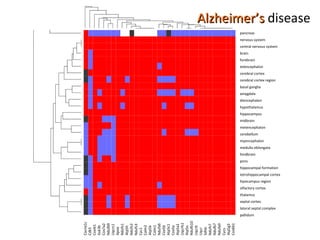 pancreas nervous system central nervous system brain forebrain telencephalon cerebral cortex cerebral cortex region basal ganglia amygdala diencephalon hypothalamus hippocampus midbrain metencephalon cerebellum myencephalon medulla oblongata hindbrain pons hippocampal formation tetrohippocampal cortex hipocampus region olfactory cortex thalamus septal cortex lateral septal complex pallidum Cacna1c Cdk5 Cox4i1 Gsk3b Cox7a2 Ndufb9 Uqcrc1 Apoe Ndufv1 Atp5h Ndufv2 Ndufs3 Cyc1 Calm2 Atp5b Calm1 Ndufa6 Cox5b Atp5c1 Cox5a Atp5a1 Uqcrfs1 Atp5o Ndufb10 Uqcrb Uqcr Sdhb Ndufs7 Ndufb7 Ndufa9 Cycs Atp5g3 Cox6b1 Alzheimer’s  disease 