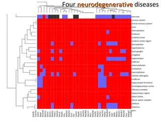 Four  neurodegenerative  diseases pancreas nervous system central nervous system brain telencephalon forebrain cerebral cortex cerebral cortex region diencephalon hypothalamus basal ganglia amygdala hippocampus midbrain metencephalon cerebellum myencephalon medulla oblongata hindbrain hippocampal formation retrohippocampal cortex olfactory complex hippocampus region septal cortex lateral septal complex pallidum thalamus pons Gsk3b Cox7a2 Uchl1 Apoe Slc25a4 Ap2m1 Dctn2 Ap2s1 Ndufv1 Vdac1 Atp5a1 Dctn1 Atp5h Clta Ndufv2 Ndufs3 Cyc1 Cltc Calm2 Atp5b Calm1 Ube2l3 Ndufb9 Uqcrc1 Rac1 Ndufa6 Cox5b Atp5c1 Cox5a Uqcrfs1 Atp5o Ndufb10 Uqcrb Uqcr Sdhb Rab5a Ndufs7 Ndufb7 Ndufa9 Cycs Atp5g3 Cox6b1 