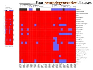 pancreas nervous system central nervous system brain telencephalon forebrain cerebral cortex cerebral cortex region diencephalon hypothalamus basal ganglia amygdala hippocampus midbrain metencephalon cerebellum myencephalon medulla oblongata hindbrain hippocampal formation retrohippocampal cortex olfactory complex hippocampus region septal cortex lateral septal complex pallidum thalamus pons Four  neurodegenerative  diseases Gsk3b Cox7a2 Uchl1 Apoe Slc25a4 Ap2m1 Dctn2 Ap2s1 Ndufv1 Vdac1 Atp5a1 Dctn1 Atp5h Clta Ndufv2 Ndufs3 Cyc1 Cltc Calm2 Atp5b Calm1 Ube2l3 Ndufb9 Uqcrc1 Rac1 Ndufa6 Cox5b Atp5c1 Cox5a Uqcrfs1 Atp5o Ndufb10 Uqcrb Uqcr Sdhb Rab5a Ndufs7 Ndufb7 Ndufa9 Cycs Atp5g3 Cox6b1 