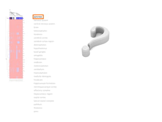 pancreas nervous system central nervous system brain telencephalon forebrain cerebral cortex cerebral cortex region diencephalon hypothalamus basal ganglia amygdala hippocampus midbrain metencephalon cerebellum myencephalon medulla oblongata hindbrain hippocampal formation retrohippocampal cortex olfactory complex hippocampus region septal cortex lateral septal complex pallidum thalamus pons 