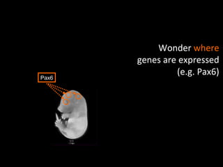 Pax6 Wonder  where genes are expressed (e.g. Pax6) 