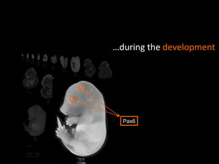 … during the  development Pax6 