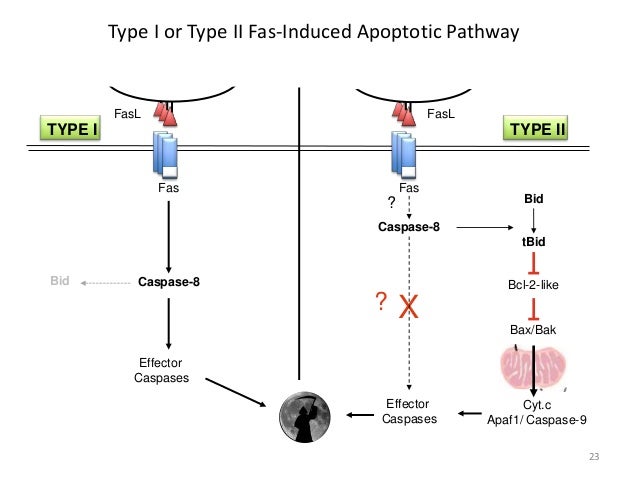 members family bcl-2 BCL Members of (Prof Family by 2 Regulation Apoptosis