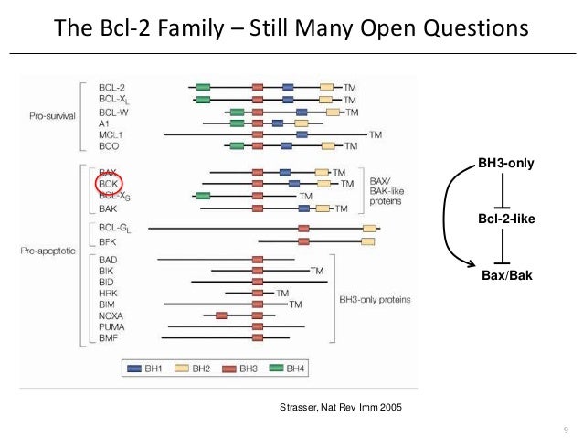 family members bcl-2 Apoptosis 2 (Prof by of Regulation Family BCL Members