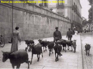 Ramat de cabres a la Rambla (Barcelona 1905-1910) 