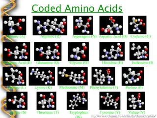 Coded Amino Acids

  Alanine (A)          Arginine (R)         Asparagine (N) Aspartic Acid (D) Cysteine (C)




Glutamic Acid (E)   Glutamine (Q)         Glycine (G)           Histidine (H)       Isoleucine (I)




  Leucine (L)       Lysine (K)       Methionine (M)     Phenylalanine (F)       Proline (P)




    Serine (S)       Threonine (T)        Tryptophan          Tyrosine (Y)        Valine (V)
                                                        http://www.chemie.fu-berlin.de/chemistry/bio/
 