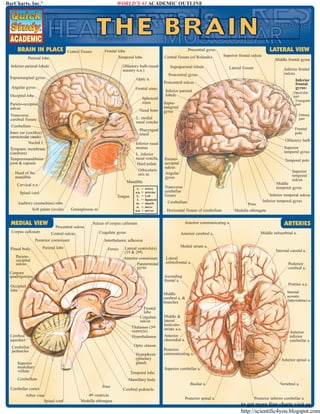 BarCharts, Inc.®

WORLD’S #1 ACADEMIC OUTLINE

BRAIN IN PLACE
Parietal lobe

Central fissure (of Rolando)

Olfactory bulb (nasal
sensory n.n.)

Inferior parietal lobule

LATERAL VIEW

Precentral gyrus

Frontal lobe
Temporal lobe

Central fissure

Superior frontal sulcus

Supraparietal lobule

Lateral fissure

Middle frontal gyrus
Inferior frontal
sulcus

Postcentral gyrus

Supramarginal gyrus

Optic n.

Angular gyrus

Frontal sinus

Occipital lobe

Sphenoid
sinus

Parieto-occipital
sulcus

Nasal bone

Transverse
cerebral fissure

Inferior
frontal
gyrus:

Postcentral sulcus
Inferior parietal
lobule

Opercular
part
Triangular
part

Supramarginal
gyrus

Orbital
part

L. medial
nasal concha

Cerebellum

L. inferior
nasal concha
Hard palate
Orbicularis
oris m.

Superior
temporal gyrus
Parietooccipital
sulcus
Angular
gyrus

Temporal pole
Superior
temporal
sulcus

Mandible

Cervical n.n.
Spinal cord

Tongue

Auditory (eustachian) tube
Soft palate (uvula)

MEDIAL VIEW

Genioglossus m.

Precentral sulcus
Central sulcus

Posterior commisure
Pineal body

Olfactory bulb

Inferior nasal
meatus

Head of the
mandible

Corpus callosum

Frontal
pole

Pharyngeal
tonsil

Inner ear (cochlea)
(semicircular canals)
Nuchal l.
Tympanic membrane
(eardrum)
Temperomandibular
joint & capsule

Parietal lobe

a.
a.a.
L.
l.
m.
n.
n.n.

=
=
=
=
=
=
=

artery
arteries
Left
ligament
muscle
nerve
nerves

Anterior communicating a.
Anterior cerebral a.

Fornix

Lateral ventricle(s)
(1st & 2nd)
Anterior commisure
Paraterminal
gyrus

Corpora
quadrigemina

Medulla oblongata

ARTERIES
Middle infraorbital a.

Medial striate a.
Internal carotid a.
Lateral
orbitofrontal a.
Ascending
frontal a.

Occipital
lobe

Cerebral
aqueduct

Posterior
cerebral a.

Pontine a.a.
Internal
acoustic
(labyrinthine) a.

Middle
cerebral a. &
branches
Frontal
lobe
Cingulate
sulcus
Thalamus (3rd
ventricle)
Hypothalamus

Middle &
lateral
lenticulostriate a.a.

Anterior
inferior
cerebellar a.

Anterior
choroidial a.

Optic chiasm

Cerebellar
peduncles

Hypophysis
(pituitary
gland)

Superior
medullary
vellum

Posterior
communicating a.
Anterior spinal a.
Superior cerebellar a.

Temporal lobe

Cerebellum

Arbor vitae
Spinal cord

Pons

Horizontal fissure of cerebellum

Inferior temporal sulcus
Inferior temporal gyrus

Interthalamic adhesion

Parietooccipital
sulcus

Cerebellar cortex

Cerebellum

Sulcus of corpus callosum
Cingulate gyrus

Middle
temporal gyrus

Transverse
cerebellar
fissure

Mamillary body
Pons
4th ventricle
Medulla oblongata

Basilar a.

Vertebral a.

Cerebral peduncle
Posterior spinal a.

Posterior inferior cerebellar a.

to get more free charts visit us
http://scientific4you.blogspot.com

 